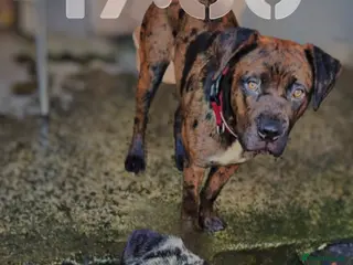 Mastiff dogs Rare merle English mastiff girl in Saint Austell - Advert 18