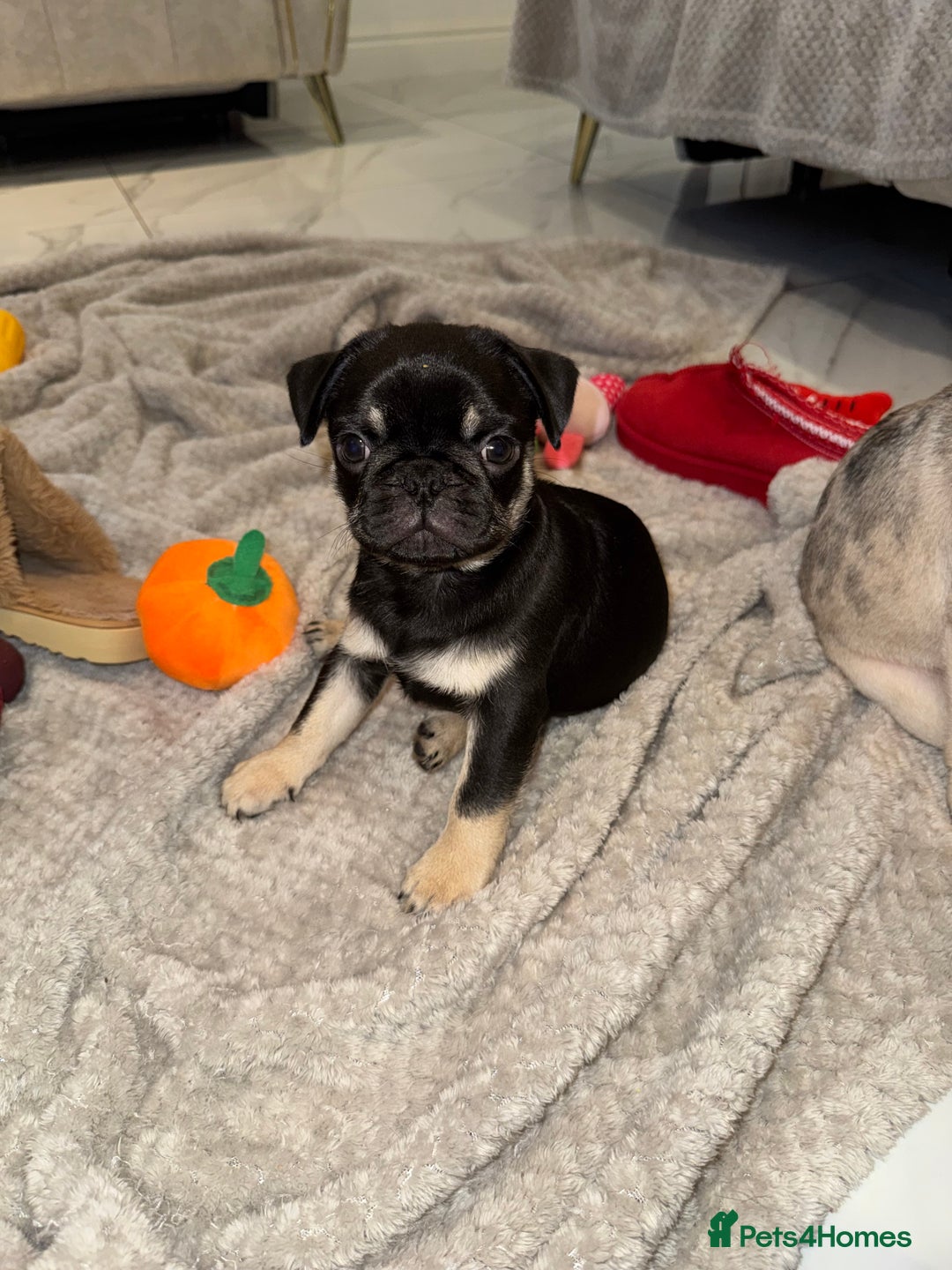 Frug dogs for sale: Pug/Frenchie - Advert 3