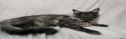 Maine Coon cats for sale: Black Smoke Kittens - Advert 13