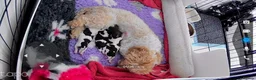 Toy Poodle dogs for sale: 🤎🍫 Exceptional Asian Teddy Bears 🧸🤎 - Advert 37