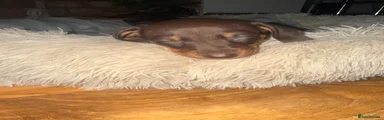 Miniature Dachshund 2