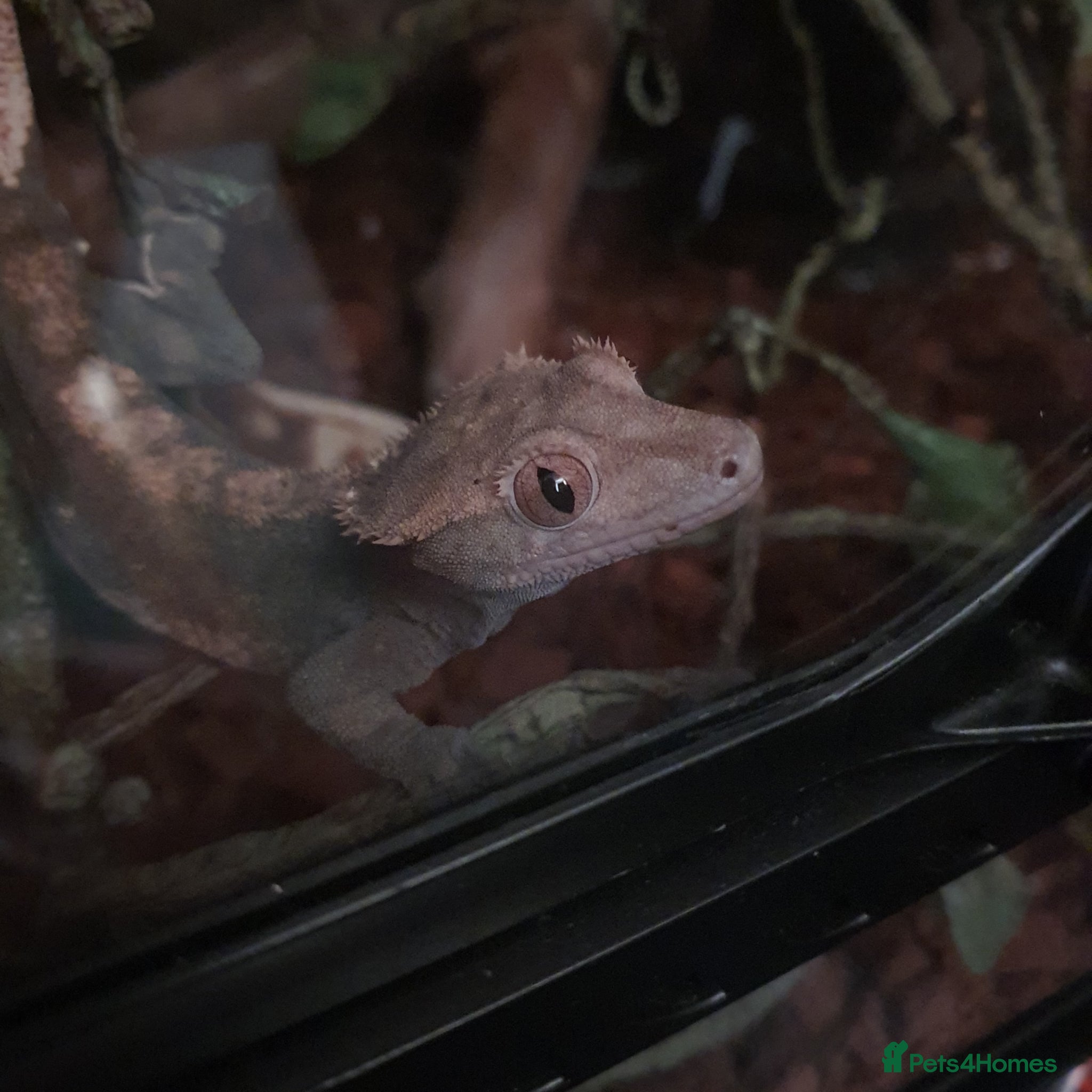 Gecko reptiles Crested gecko - Advert 4