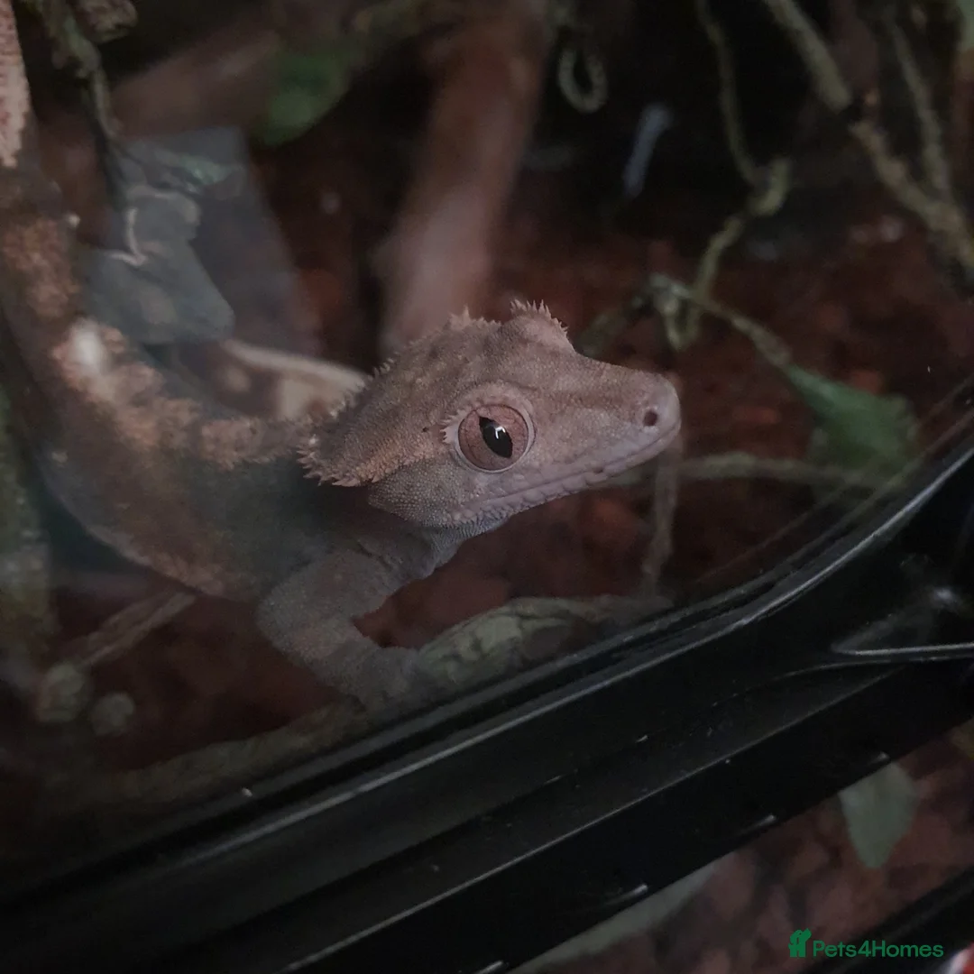 Gecko reptiles for sale: Crested gecko in Grantham - Advert 1