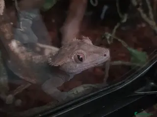 Gecko reptiles Crested gecko - Advert 4