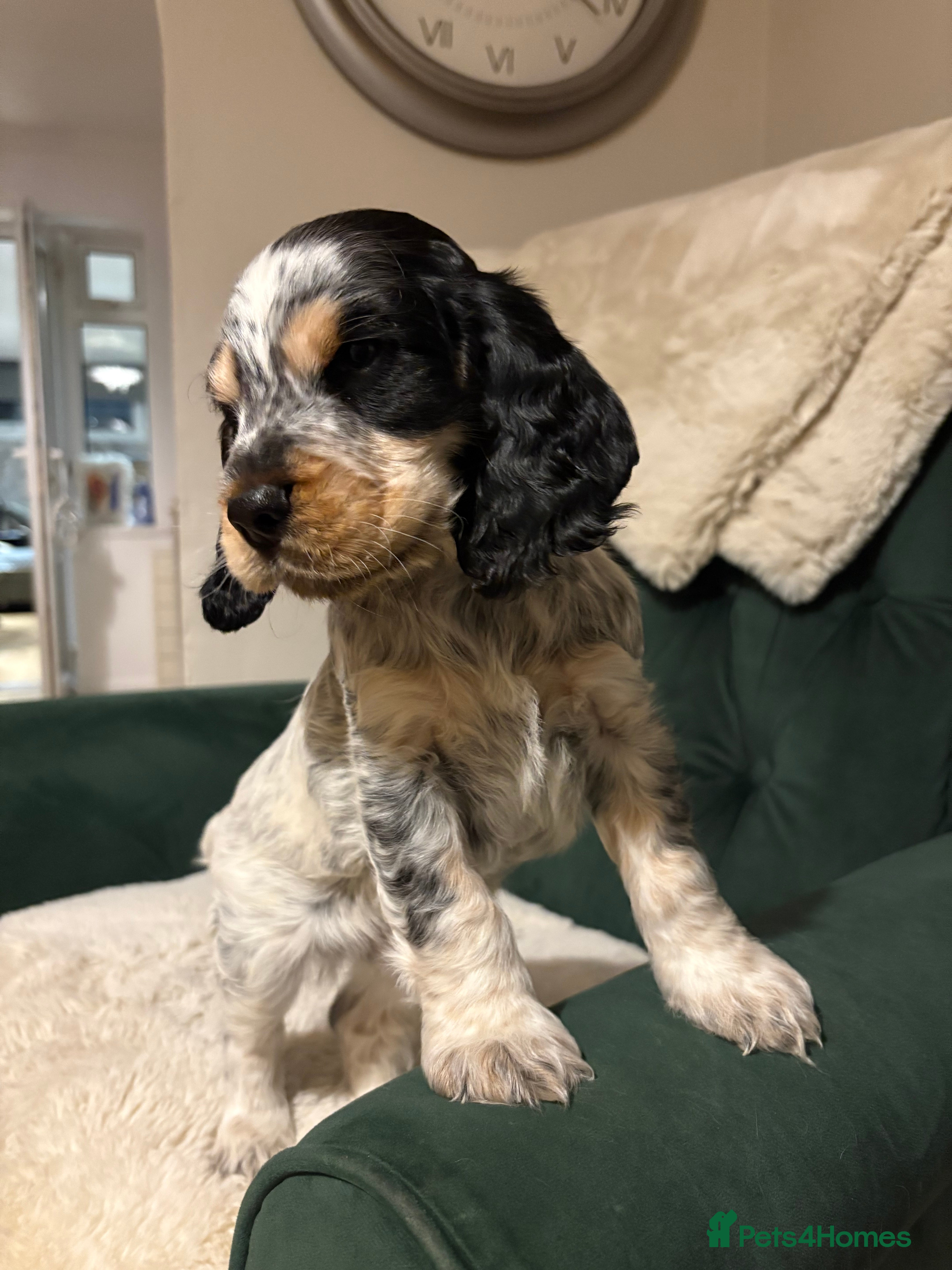 Cocker Spaniel dogs Stunning kc registered show cocker spaniels  - Advert 18