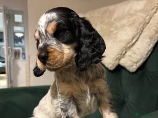 Cocker Spaniel dogs Stunning kc registered show cocker spaniels - Advert 18