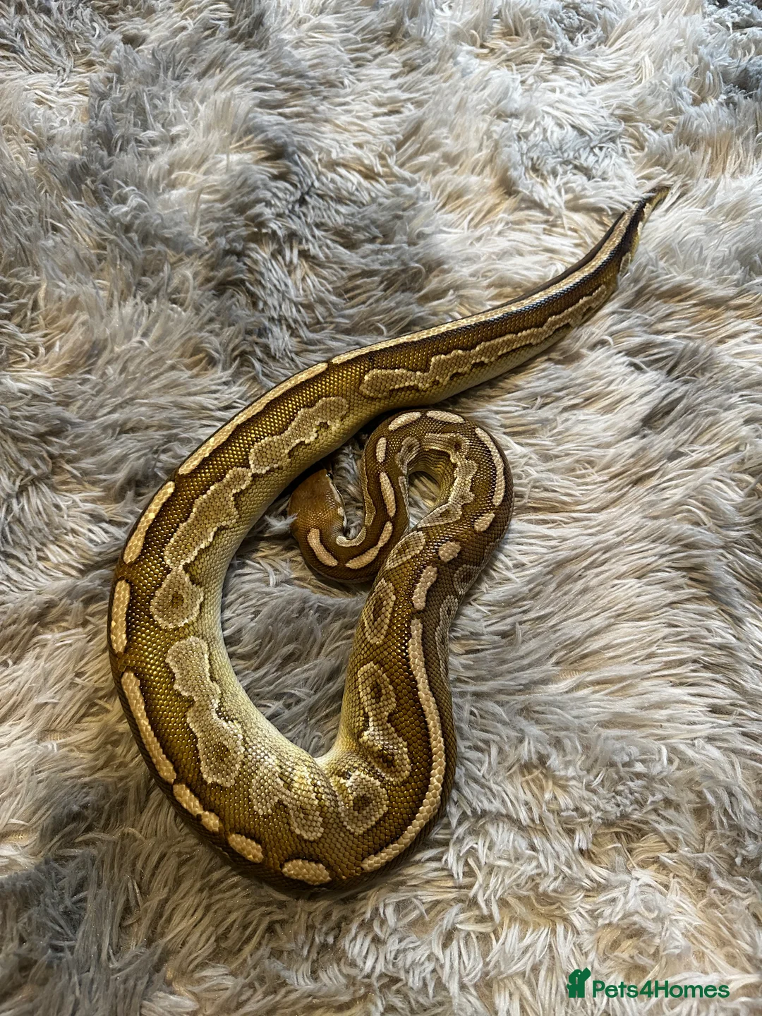 Python Snake reptiles for sale: Male Ball Python  in ELY - Advert 3