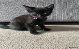 Mixed Breed cats for sale: 2 female kittens 1 male kitten for sale  - Image 10
