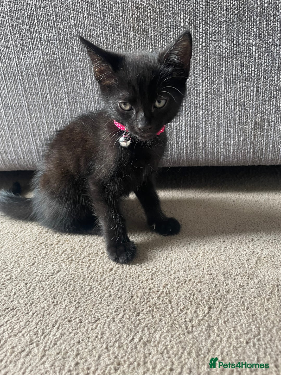 Mixed Breed cats for sale: 2 female kittens 1 male kitten for sale  - Image 10