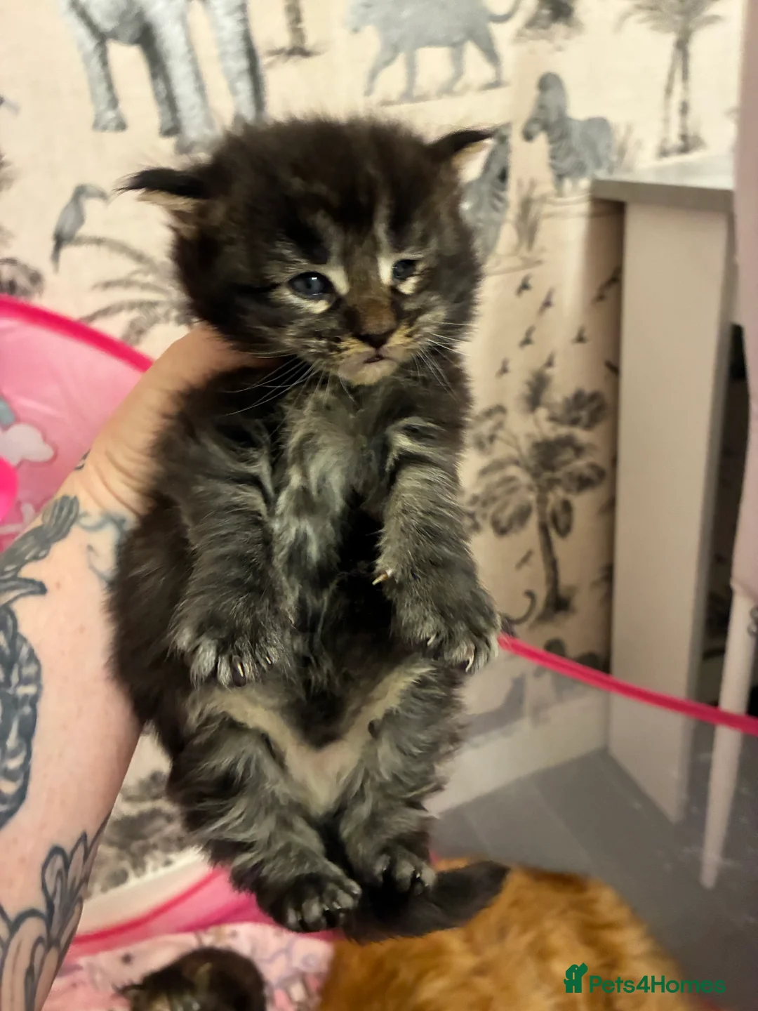 Maine Coon cats for sale: Maine coon kittens  - Advert 18