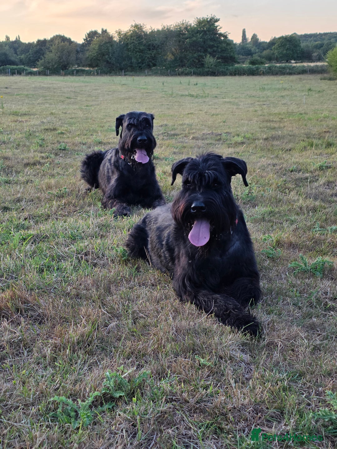 Giant Schnauzer dogs for sale: Working Line Giant Schnauzer Puppies Available  in West Bromwich - Image 2