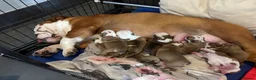 English Bulldog dogs for sale: Health tested Kc traditional red & white bulldogs - Advert 1