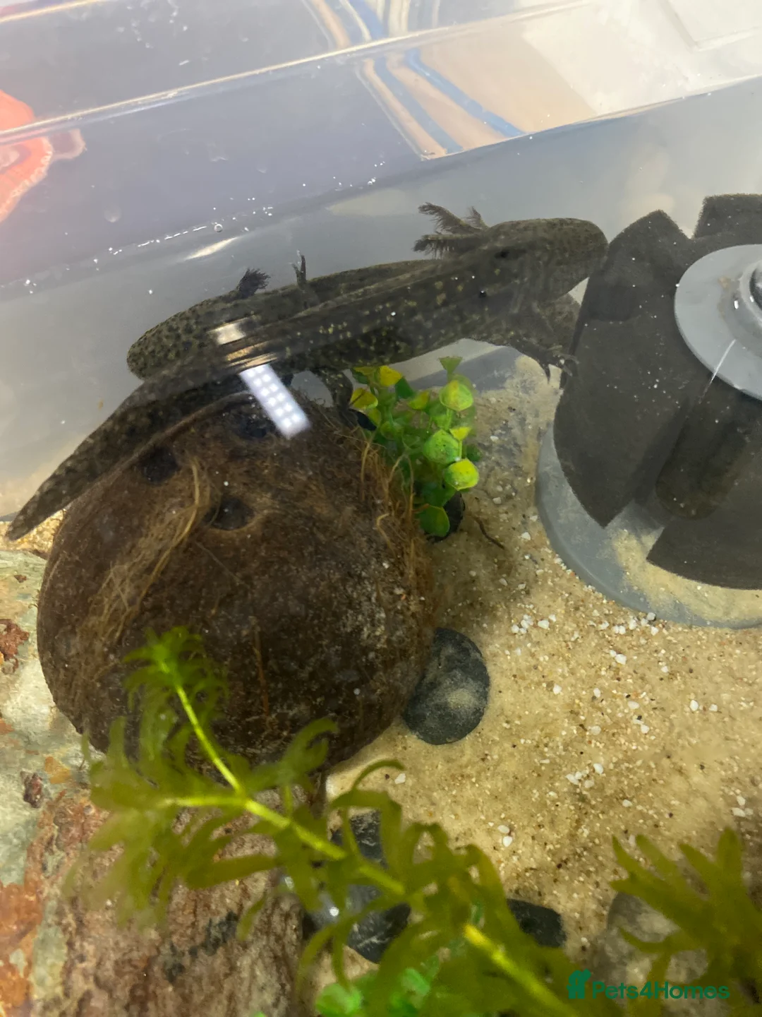 Axolotl reptiles for sale: Axolotl juveniles available in Manchester.  - Advert 4