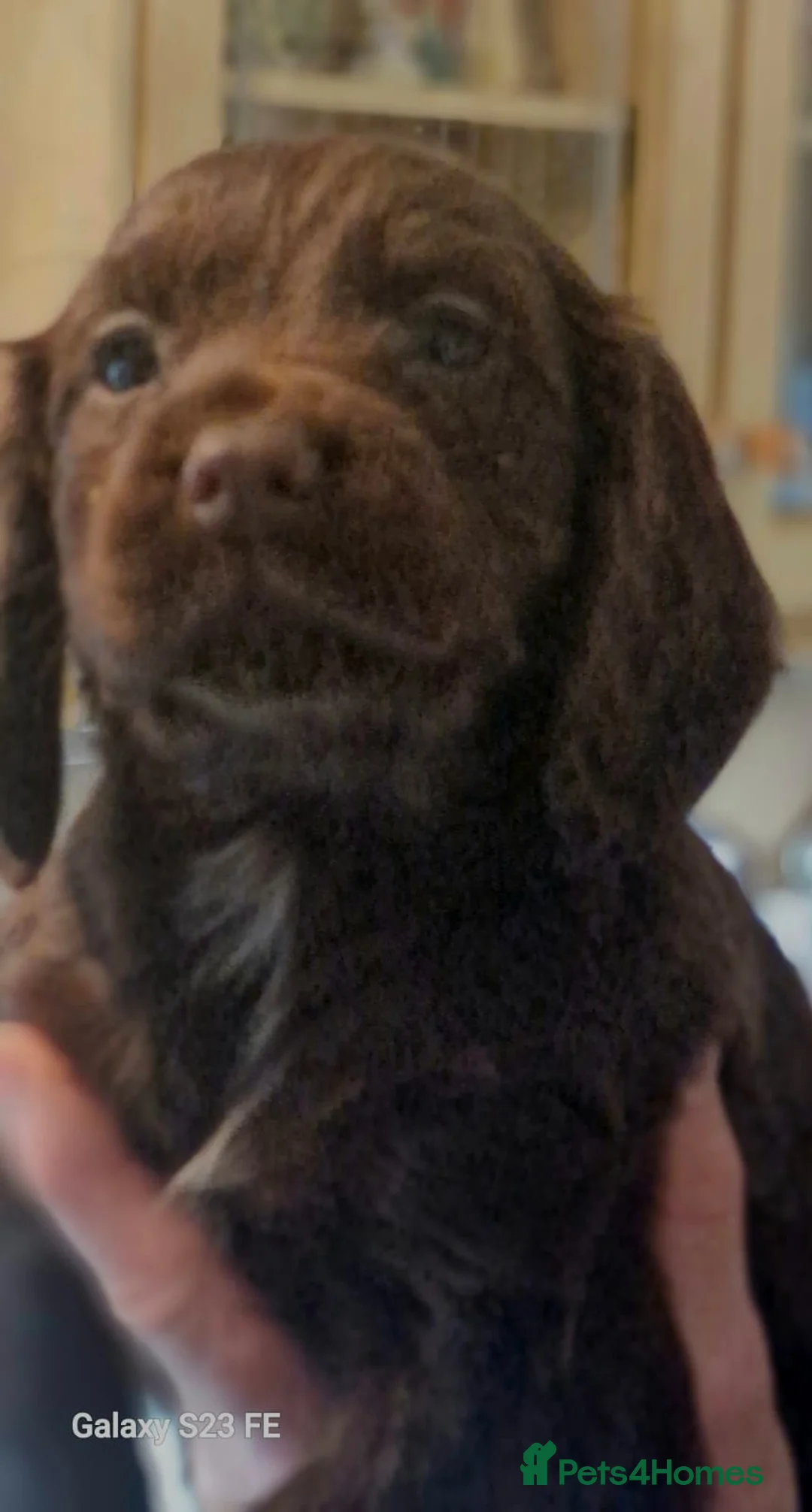Cocker Spaniel dogs for sale: Mixed litter of Cocker Spaniel puppies  - Advert 35