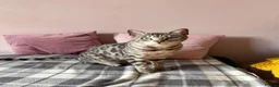 Bengal cats for sale: Silver Bengal Rehome - Advert 1