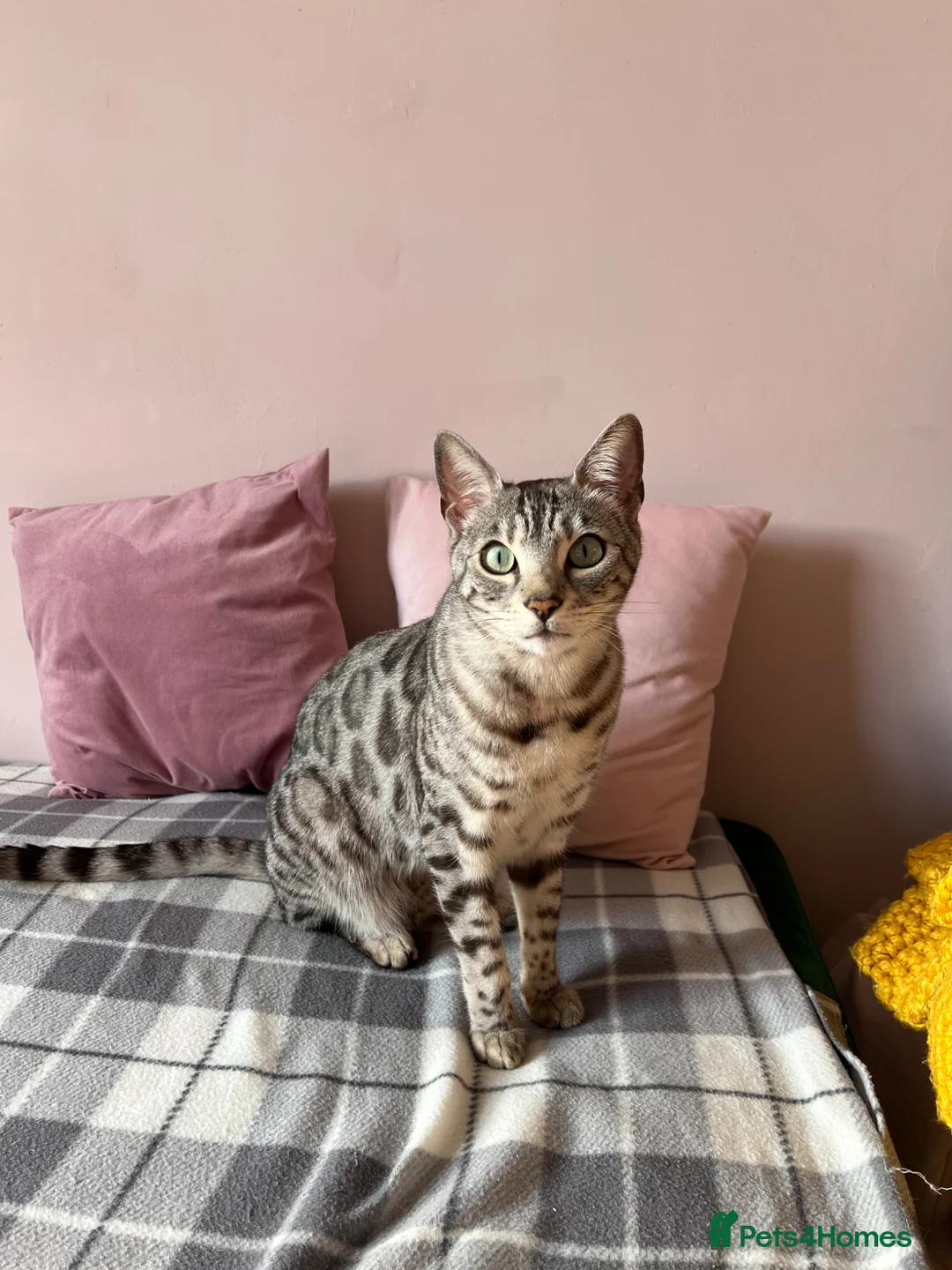 Bengal cats for sale: Silver Bengal Rehome - Advert 1