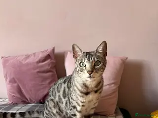 Bengal cats Silver Bengal Rehome - Advert 1