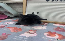 Mini Lop rabbits for sale: Mini lop x babies  - Image 2