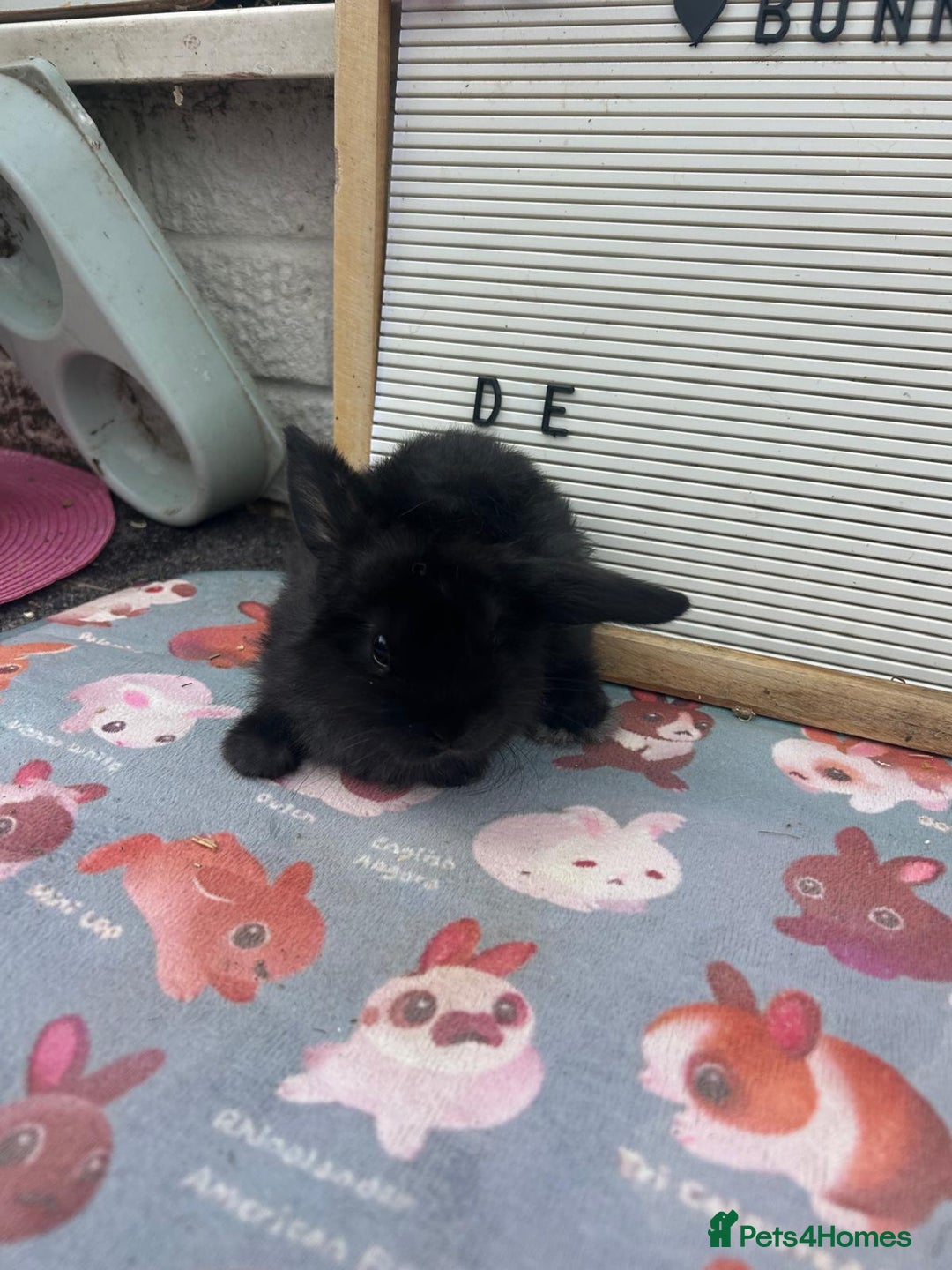 Mini Lop rabbits for sale: Mini lop x babies  - Image 2