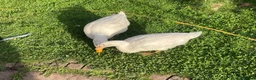 Ducks poultry for sale: Selling bonded ducks adult  pair . Age 10 months . - Advert 2