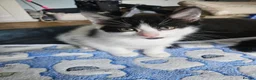 Mixed Breed cats for sale: Lovely little spotty girl - Advert 5