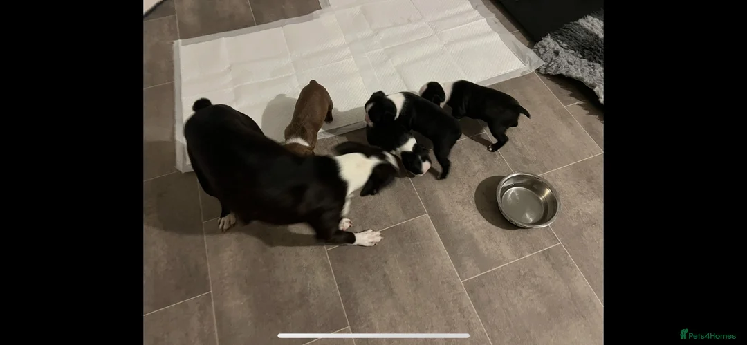 Boston Terrier dogs for sale: Stunning litter of Boston terrier puppies  - Advert 2