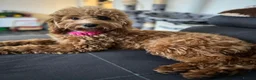 Cockapoo dogs for sale: Wonderful healthy puppies can go to new homes  - Advert 15