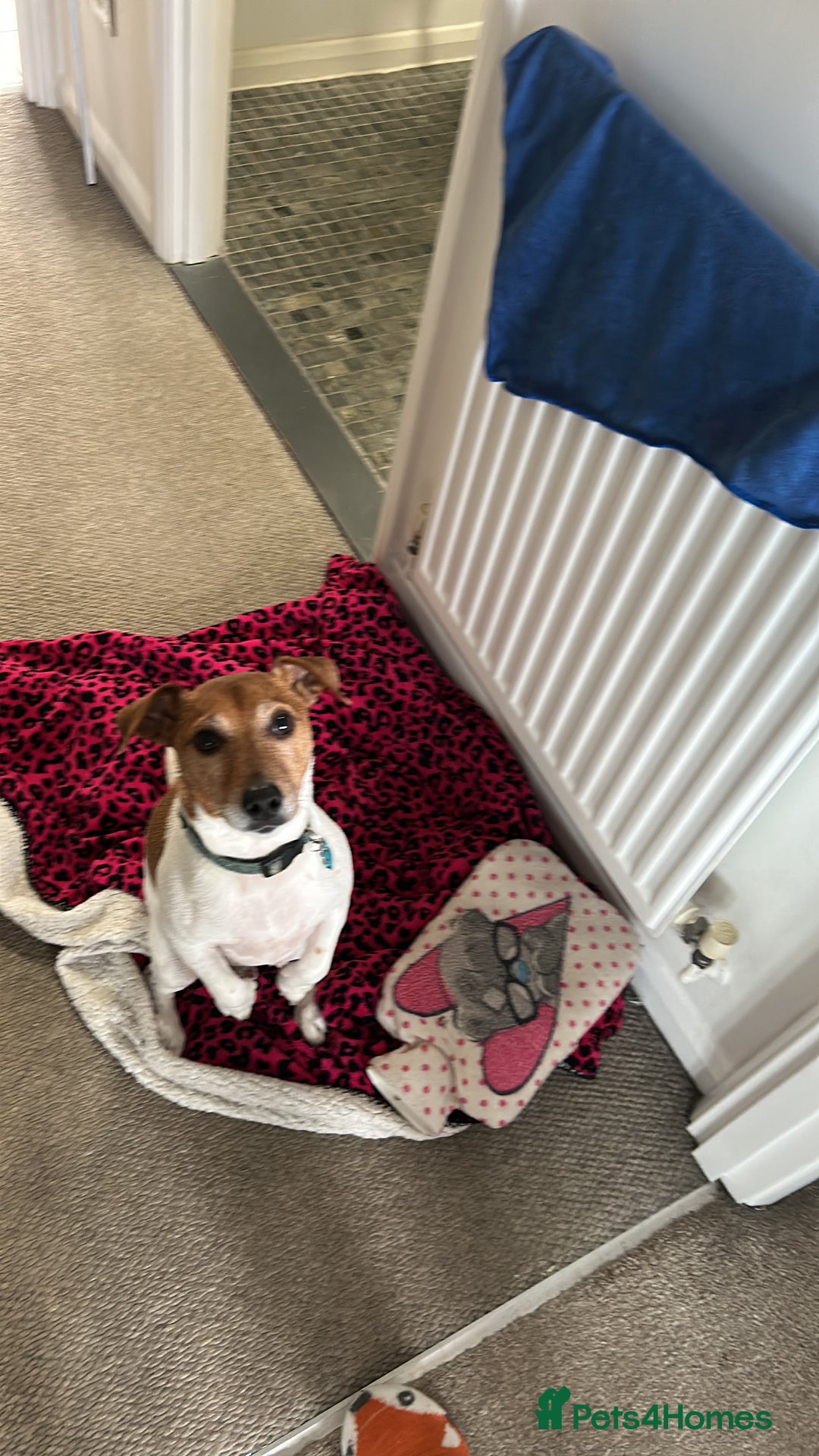 Jack Russell dogs for sale: 8 year old Jack Russell - Advert 2