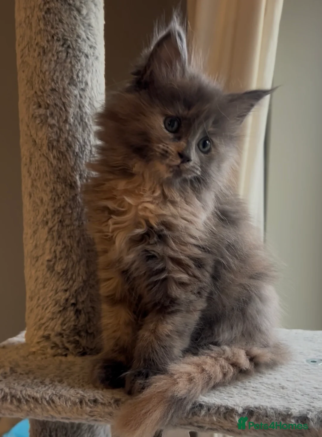 Maine Coon cats for sale: Blue Cream Tortie girl READY NOW - Advert 3