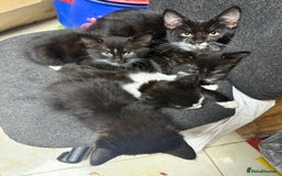 Korat cats for sale: KITTENS FOR FREE!!! NEED GONE ASAP! - Image 12