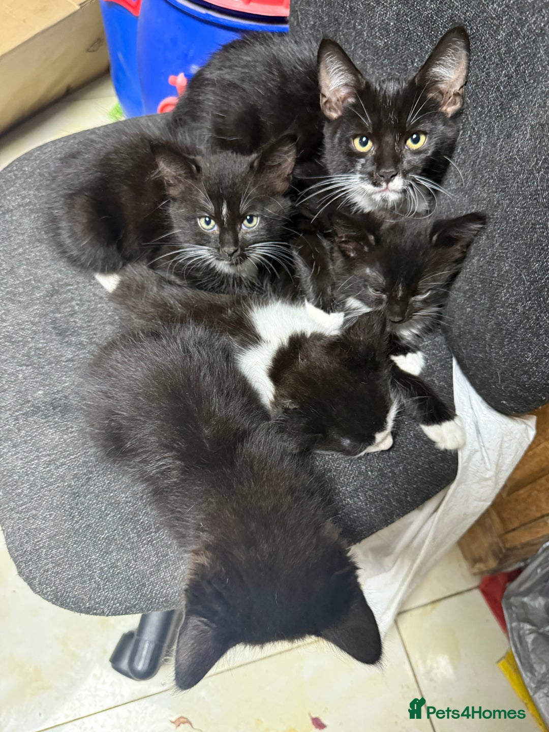 Korat cats for sale: KITTENS FOR FREE!!! NEED GONE ASAP! - Image 12