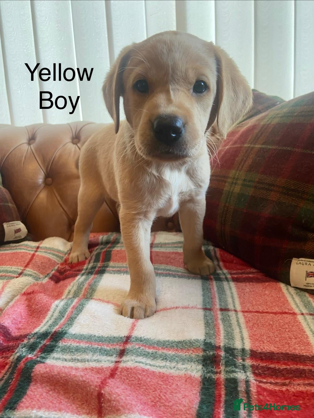 Labrador Retriever dogs FTCh Gunnerspeg Gambler × Greenbriar Tanzanite - Advert 2