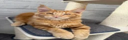 Maine Coon cats for sale: TICA Pedigree Massive Red Kittens - Advert 20