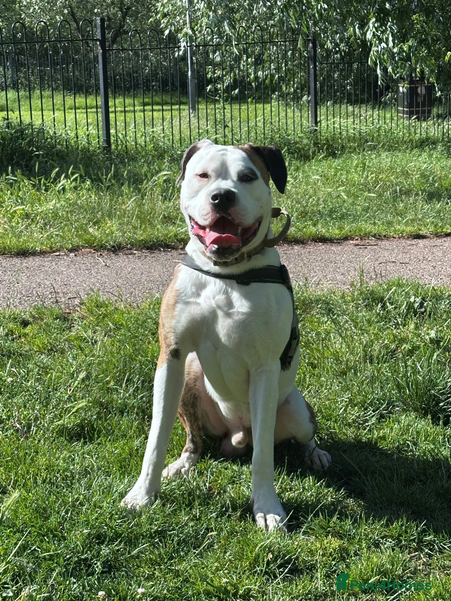 American Bulldog dogs American bulldog x English bull terrier  - Advert 1