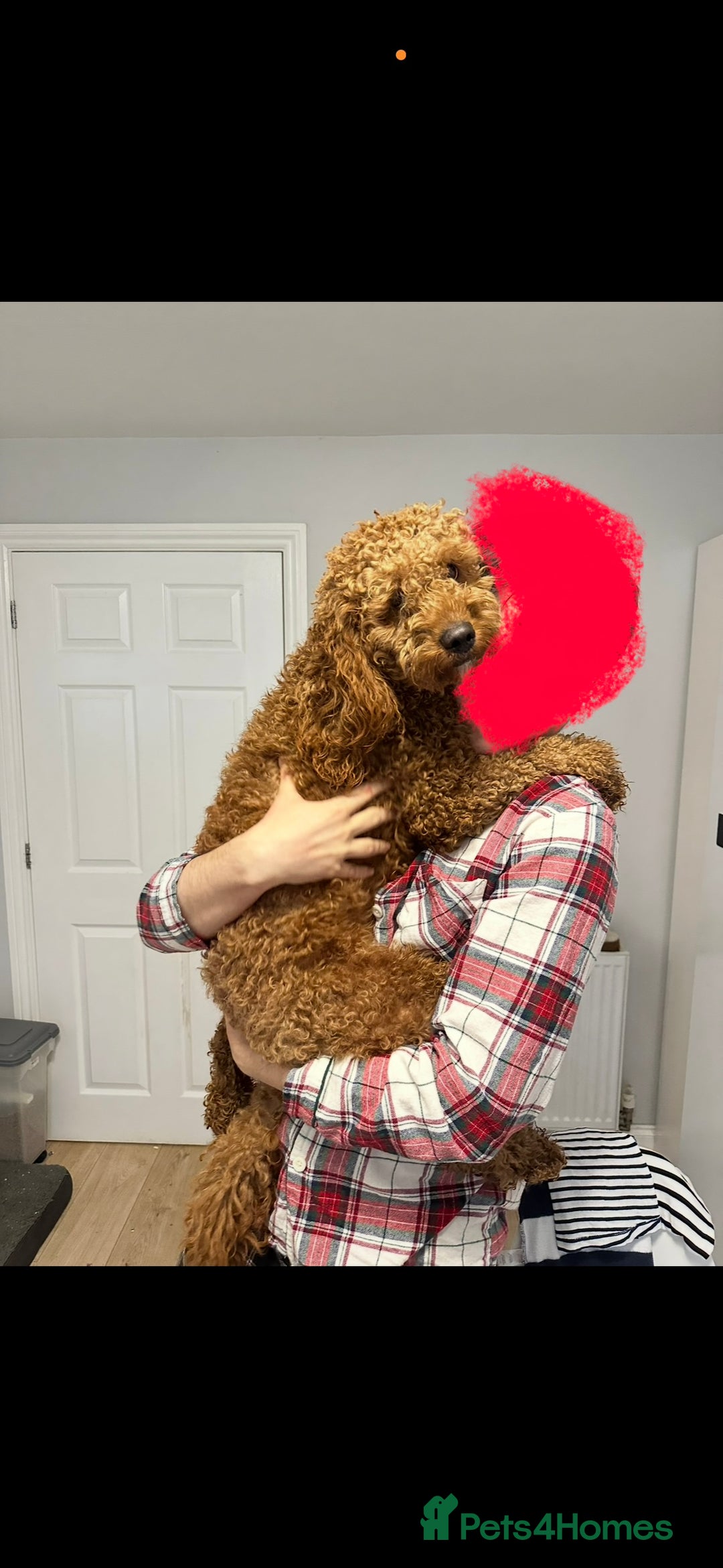 Cavapoo dogs for sale: Beautiful cavapoos - Advert 6