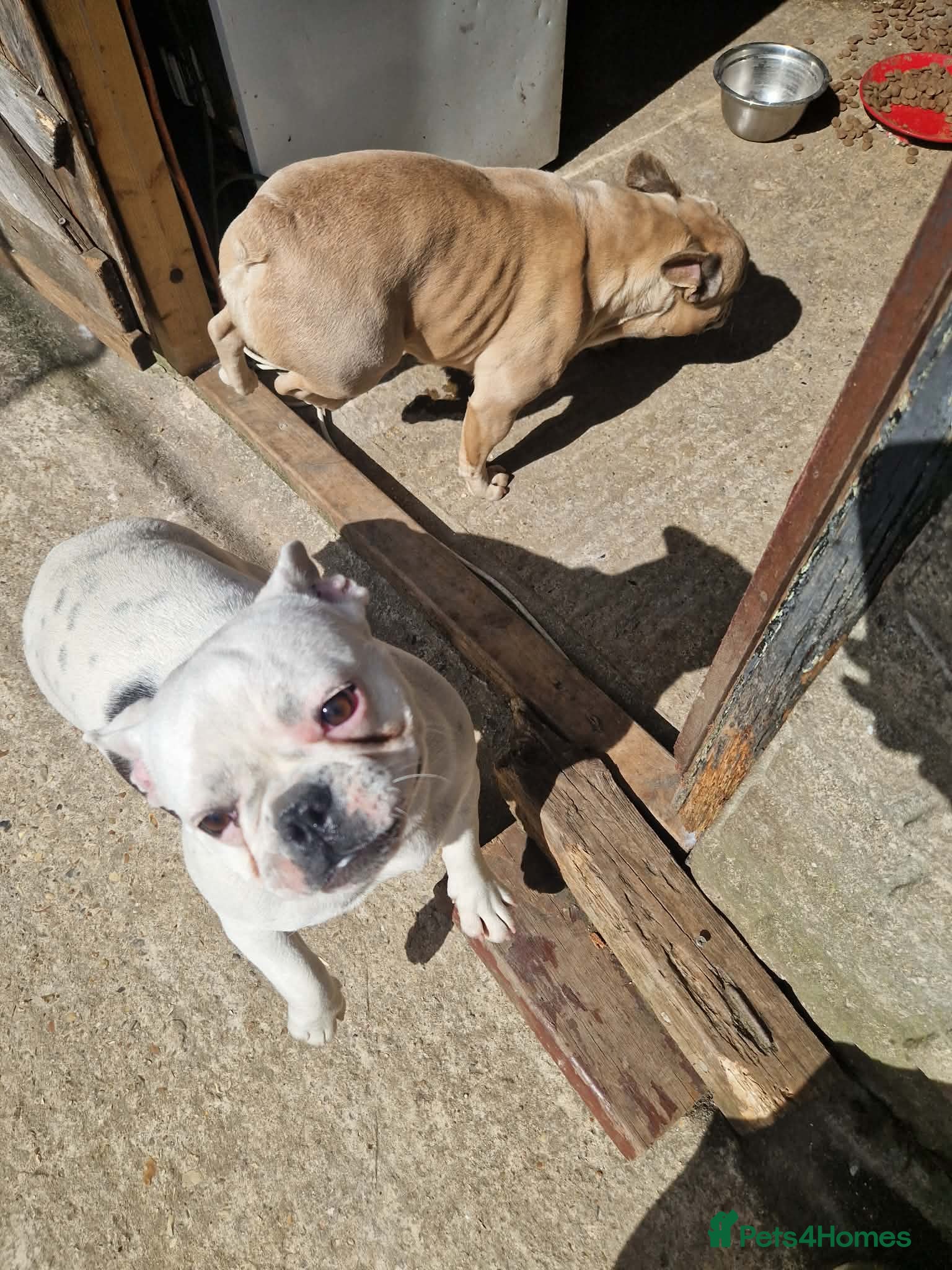 French Bulldog dogs Beautiful french buldog - Advert 2