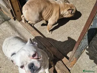 French Bulldog dogs Beautiful french buldog - Advert 1