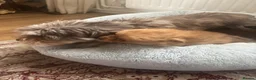 Mixed Breed dogs for sale: Teddy bear pomeranian X yorkie poo pups  - Advert 2