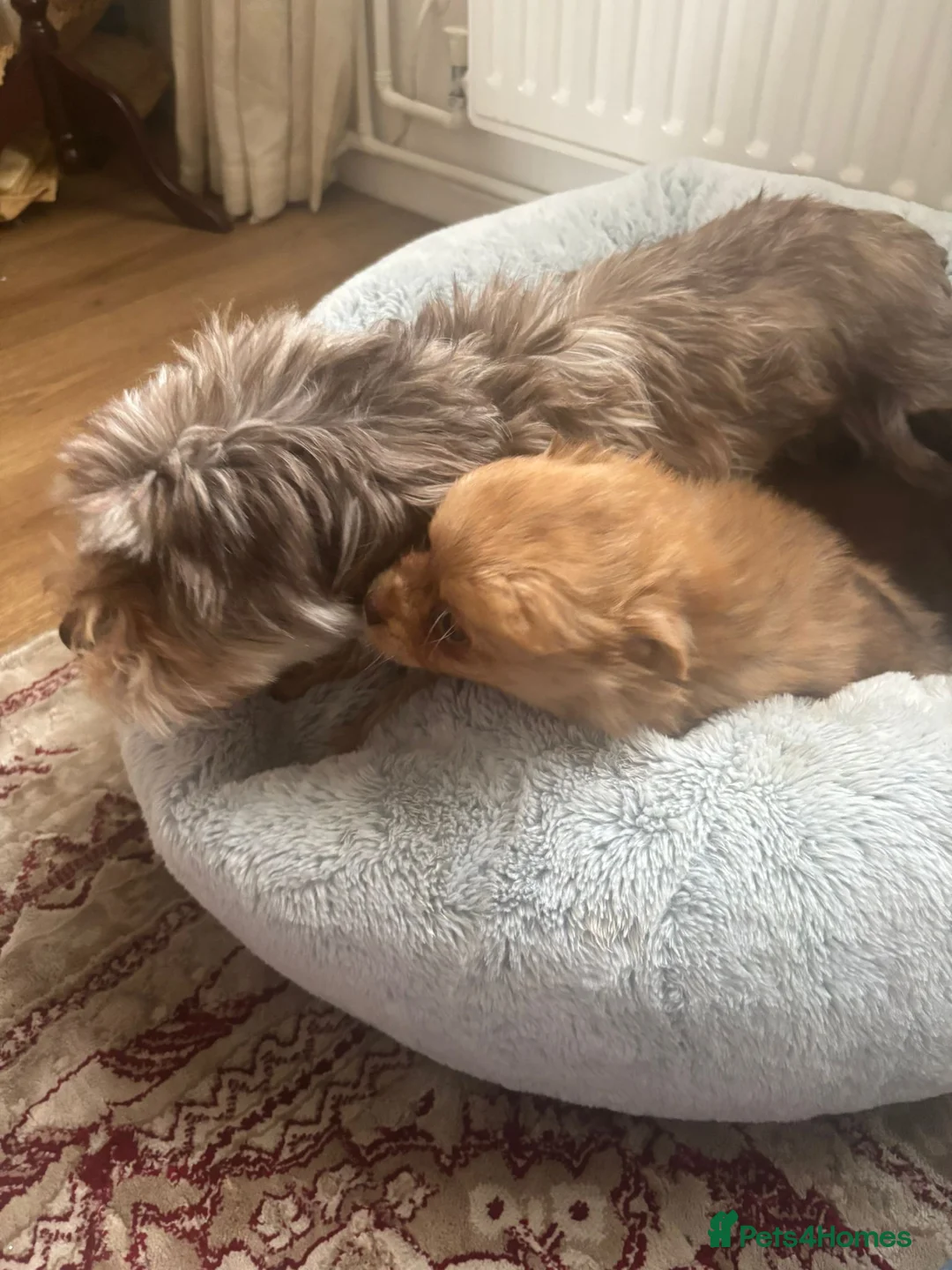 Mixed Breed dogs for sale: Teddy bear pomeranian X yorkie poo pups  - Advert 2