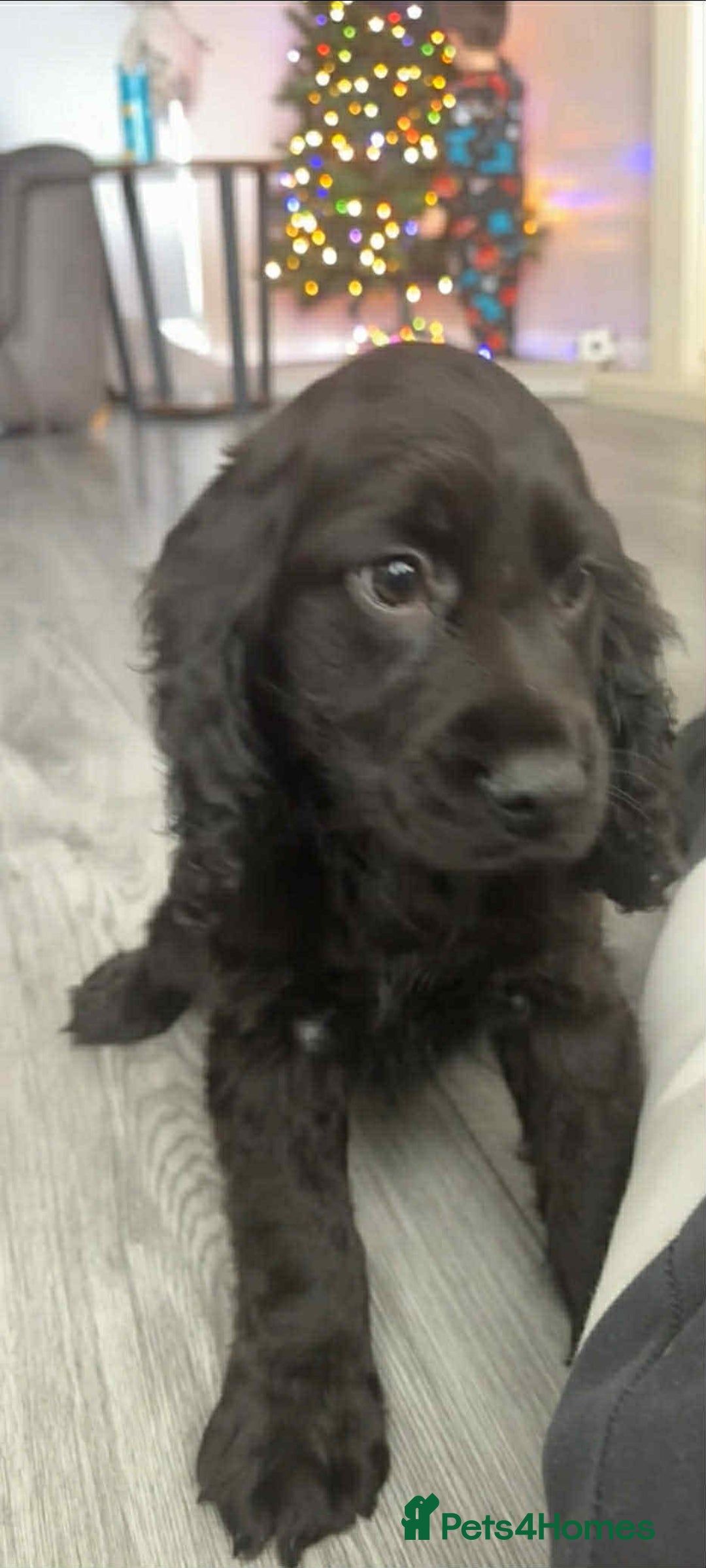 Cockapoo dogs for sale: Cockapo F1b Male  - Advert 4