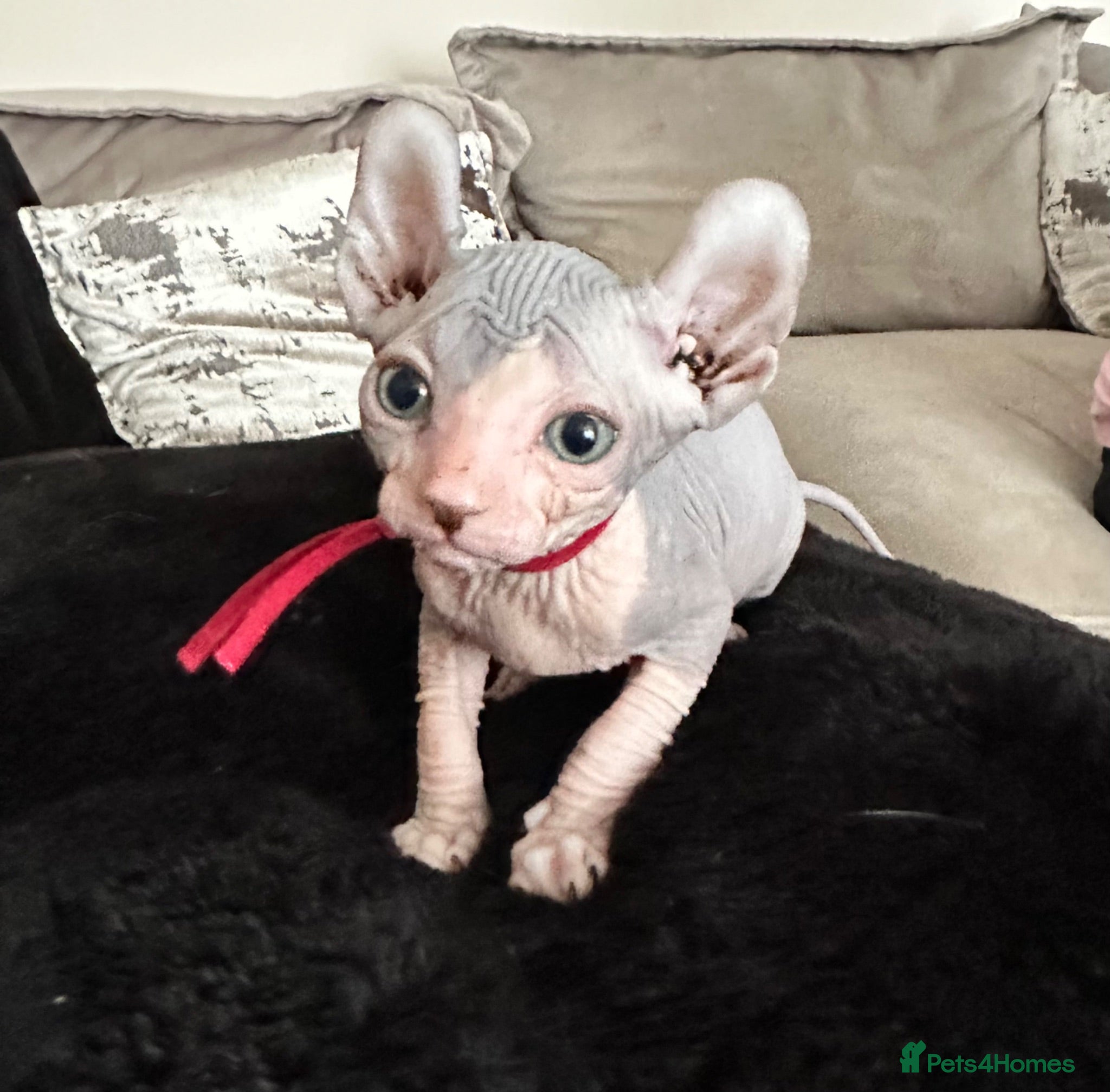 Sphynx cats Stunning lilac and blue sphynx  - Advert 9