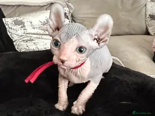 Sphynx cats Stunning lilac and blue sphynx - Advert 9
