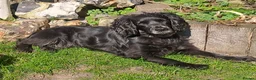 Cocker Spaniel dogs for sale: Working Cocker Spaniel puppies - Advert 2