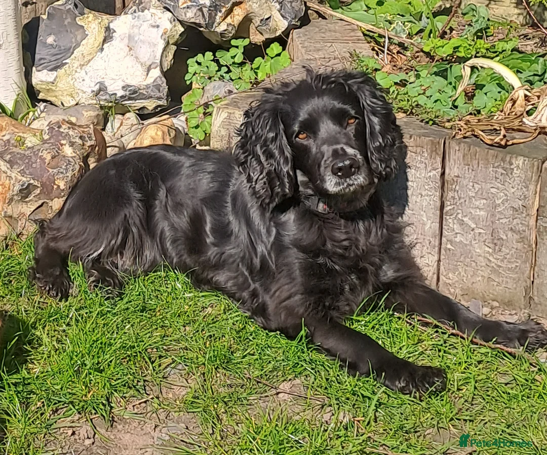 Cocker Spaniel dogs for sale: Working Cocker Spaniel puppies - Advert 2