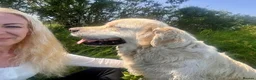 Golden Retriever dogs for sale: Gorgeous Golden Retriever Puppies Raised With Love - Advert 11