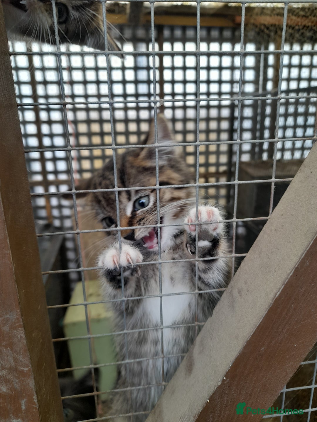 Aegean cats for sale: Agean x Kittens for sale - Image 7