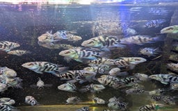 Cichlids fish for sale: Polar parrots fish - Image 2