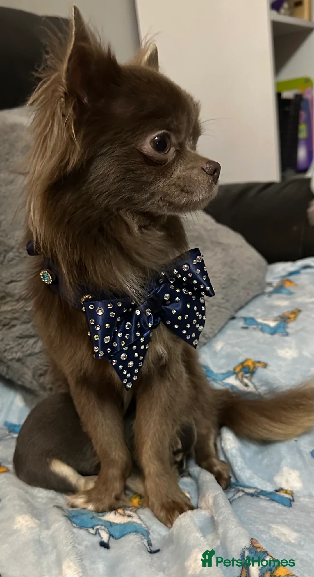 Chihuahua dogs for stud: kc lilac long haired chihuahua for Stud in South Shields - Advert 4