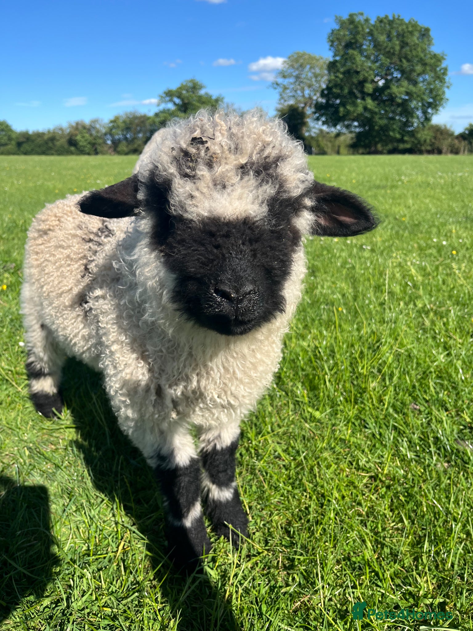 Sheep livestock for sale: Sheep Valais 3/4 Eric and Ernie Castrated boys - Advert 5