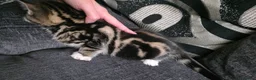 Mixed Breed cats for sale: Mixed bread kittens in Wolverhampton - Advert 7